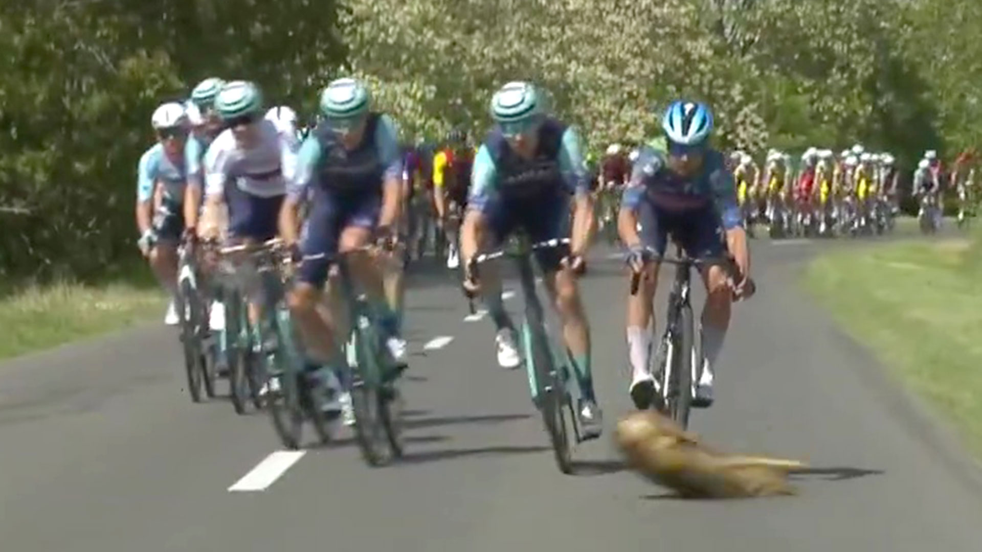 Unexpected Encounter: Deer Leaps onto Racetrack, Trips Rider, Prompting Quick Decisions